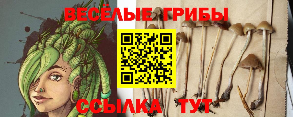 Галлюциногенные грибы Psilocybine cubensis Луховицы